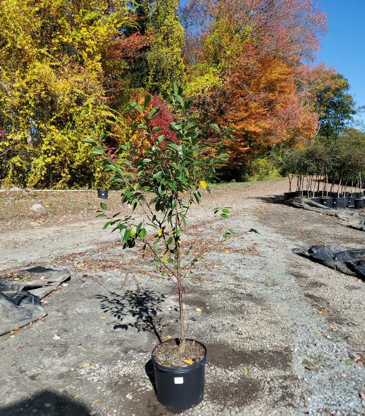 Prunus X 'North Star'