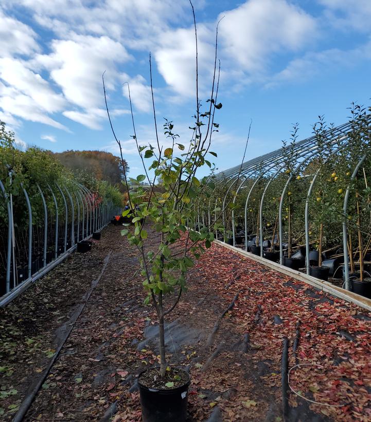 Prunus x domestica 'Green Gage'