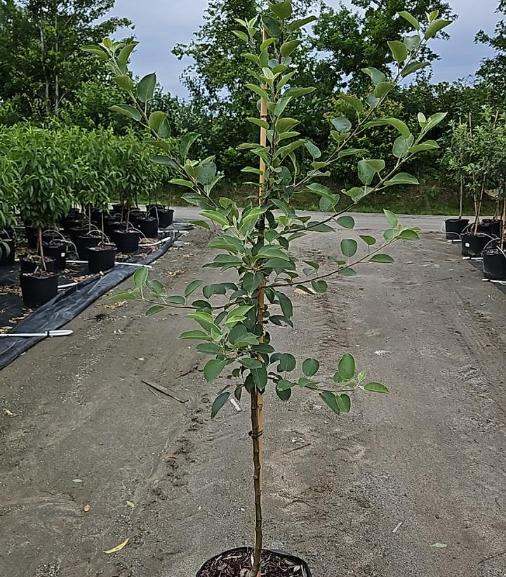 Malus Empire