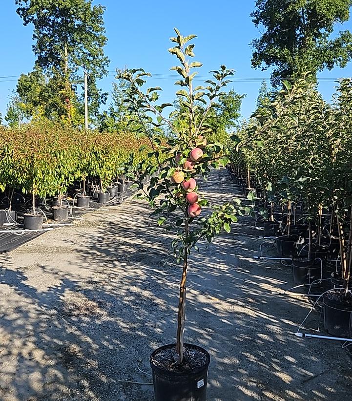 Malus X Fuji