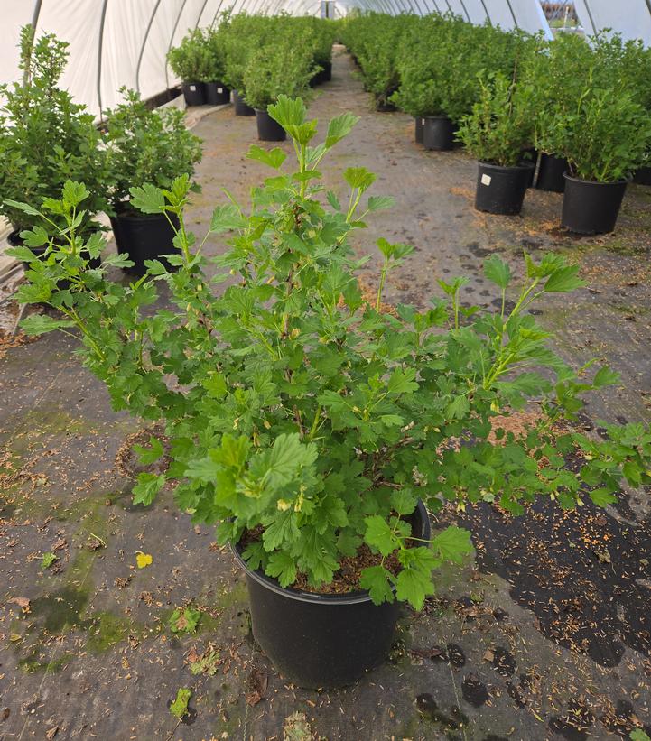 Ribes 'Hinnonmaki Red'