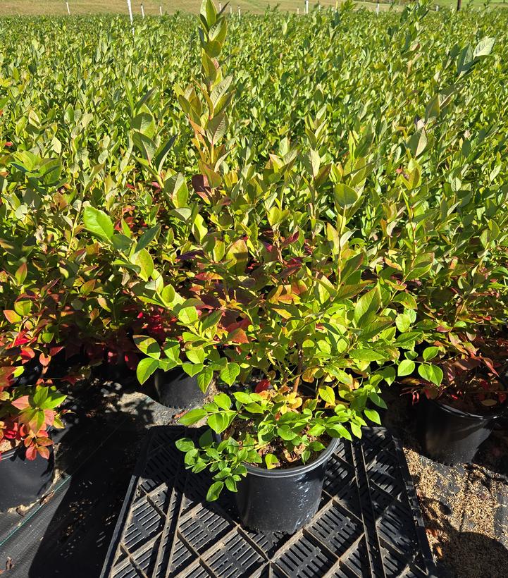 Vaccinium corymbosum 'Jersey'