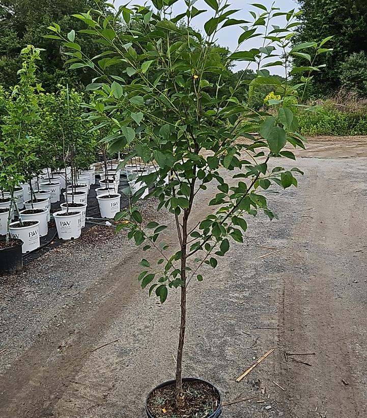 Prunus X Montmorency