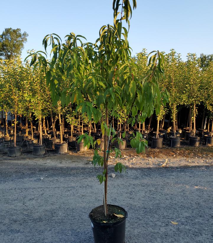 Prunus X Elberta