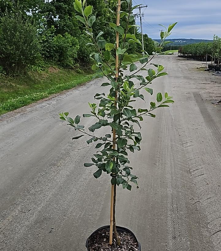 Malus X Honeycrisp