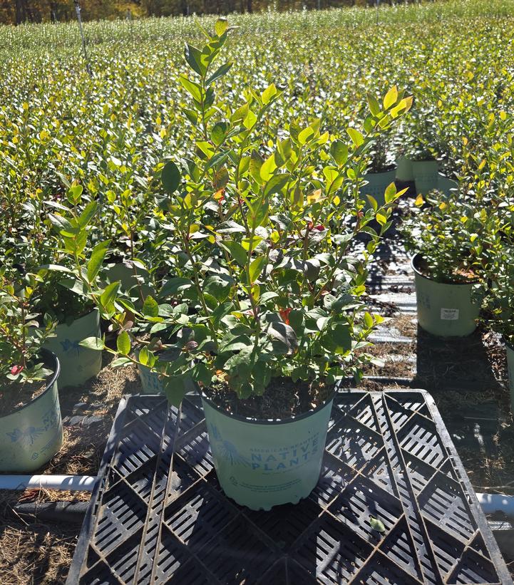 Vaccinium corymbosum 'Northland'
