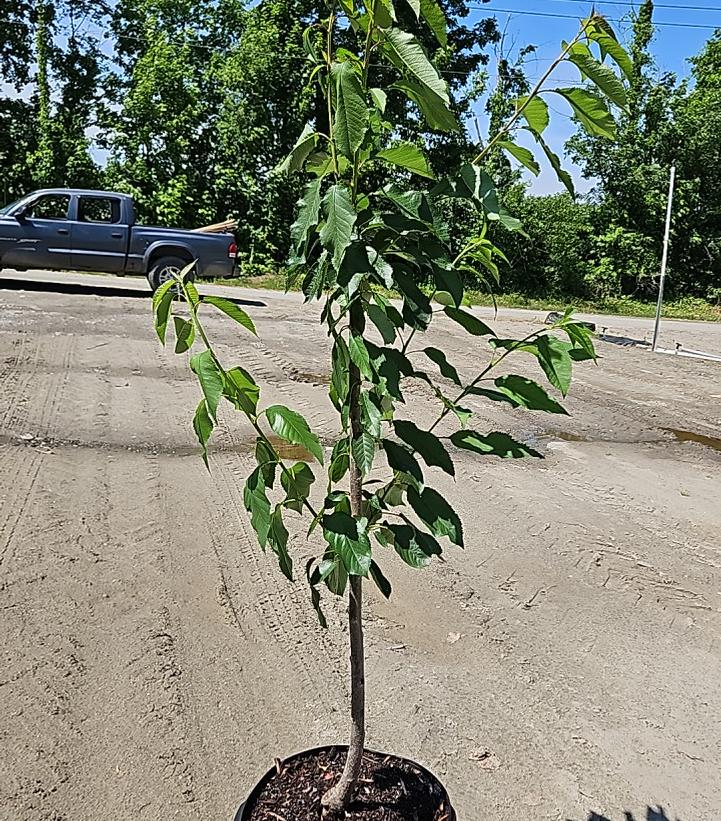 Prunus X 'Bing'