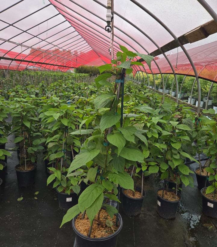 Actinidia arguta 'Issai'