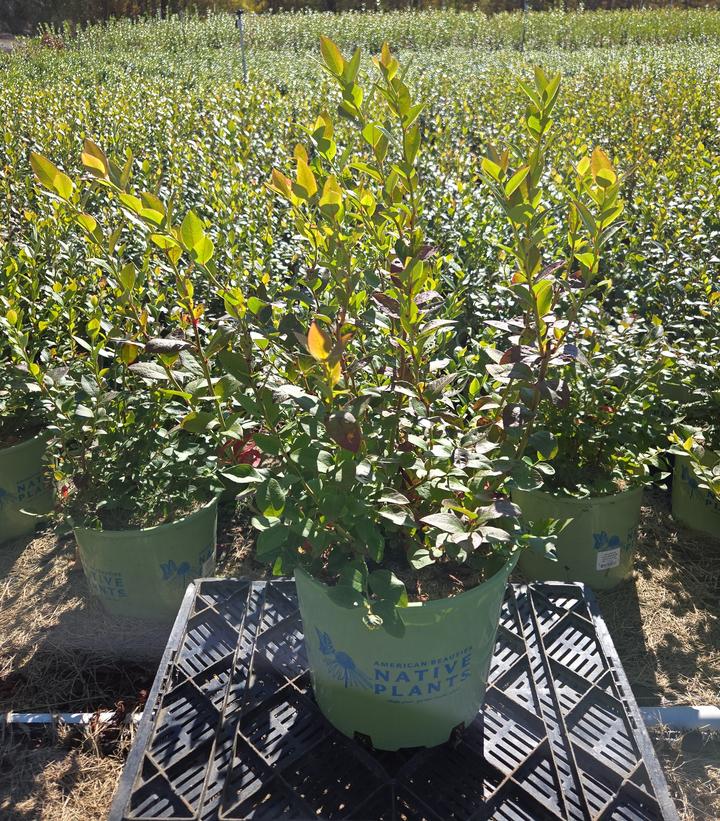 Vaccinium corymbosum 'Northland'