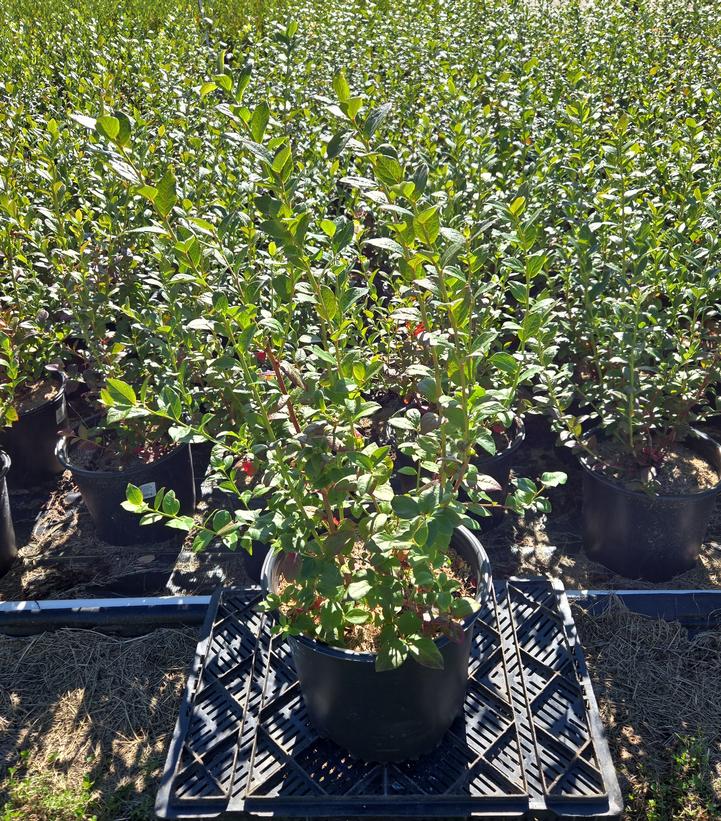 Vaccinium corymbosum 'Blueray'
