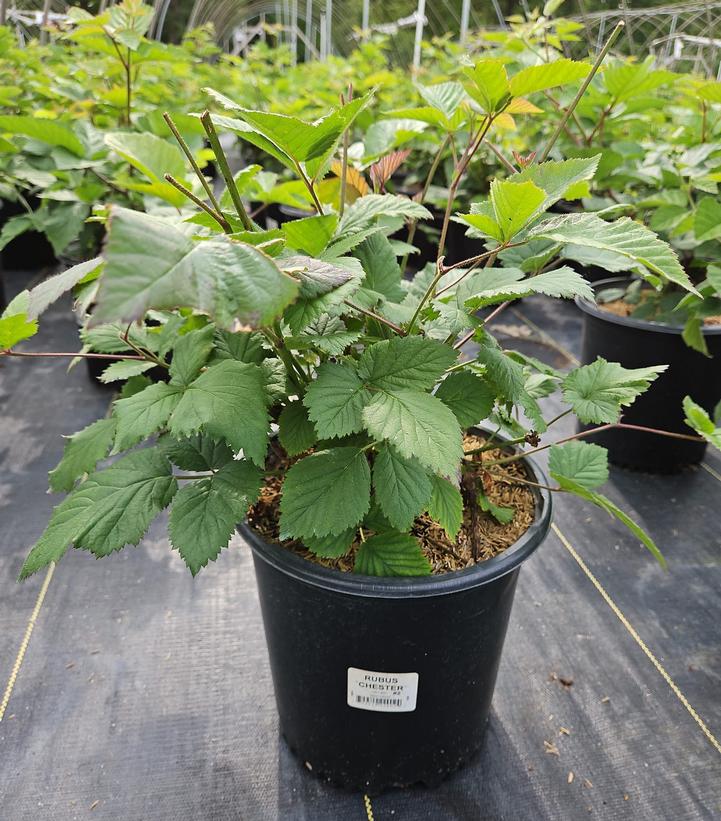 Rubus fruticosus 'Chester'
