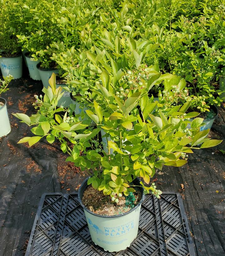 Vaccinium corymbosum 'Blue Jay'