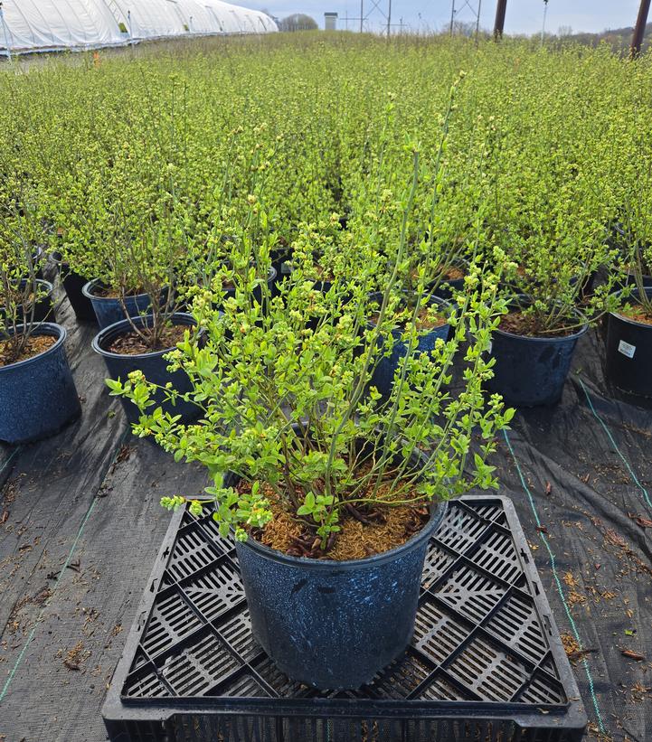 Vaccinium corymbosum 'Bluegold'