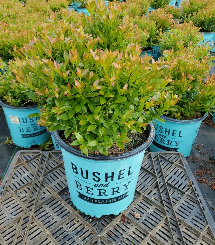 Vaccinium corymbosum hybrid Bushel and Berry® BerryBux® Blueberry