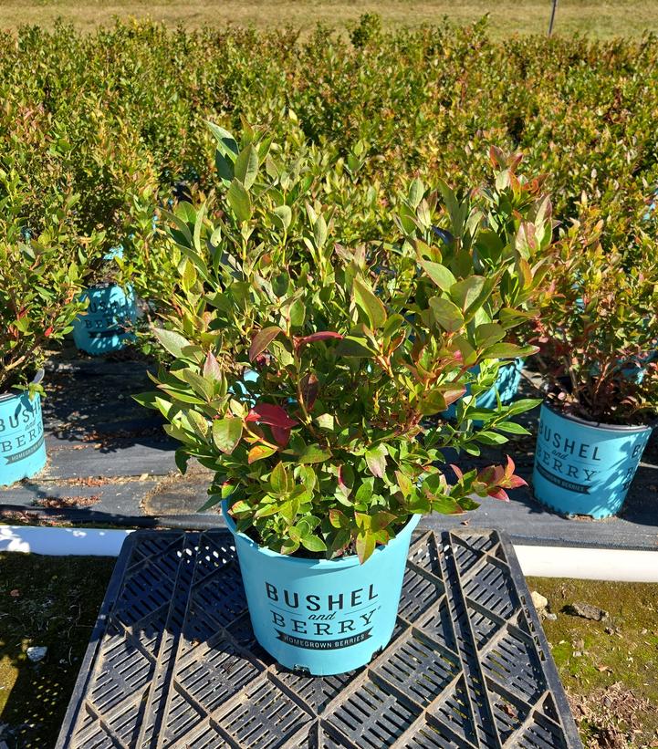 Vaccinium corymbosum hybrid Bushel and Berry™ Bushel and Berry® Jelly Bean®