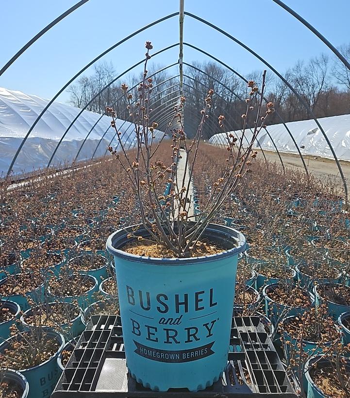 Vaccinium x Bushel and Berry™ 'Perpetua'