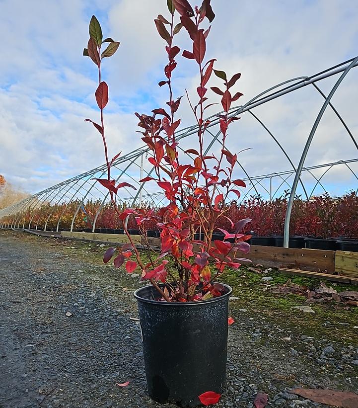 Vaccinium corymbosum 'Patriot'