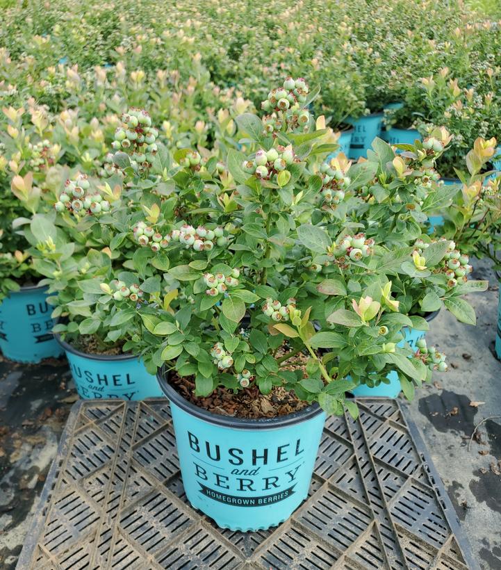 Vaccinium corymbosum hybrid Bushel and Berry® Peach Sorbet®