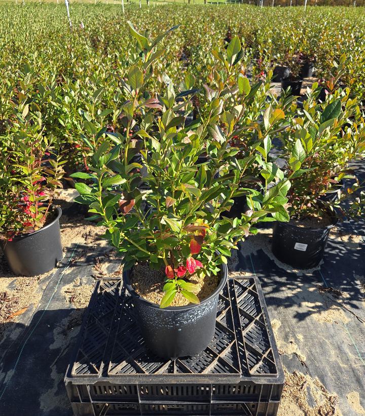 Vaccinium corymbosum 'Patriot'