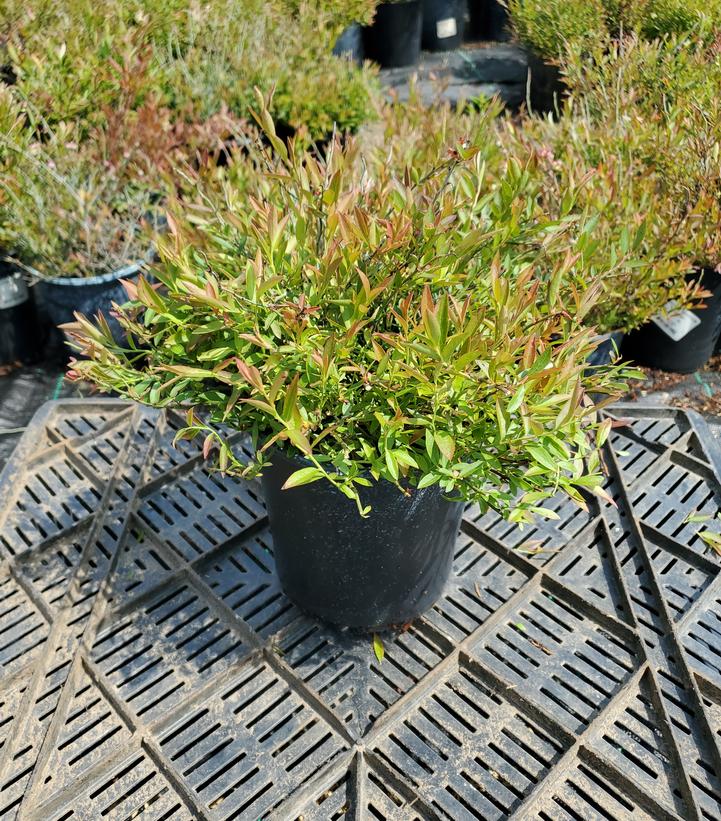 Vaccinium angustifolium 'Burgundy'