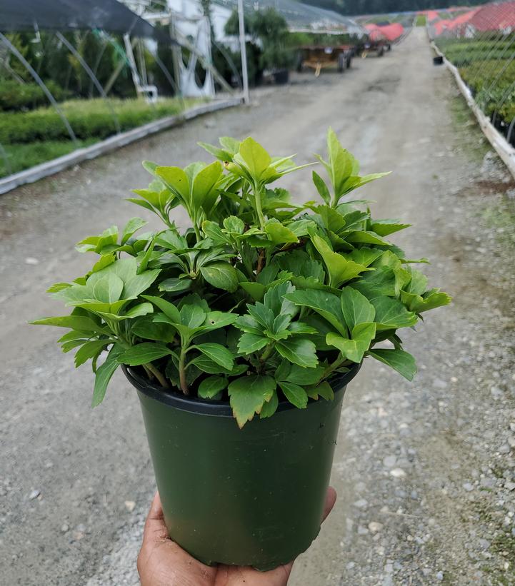 Pachysandra terminalis 