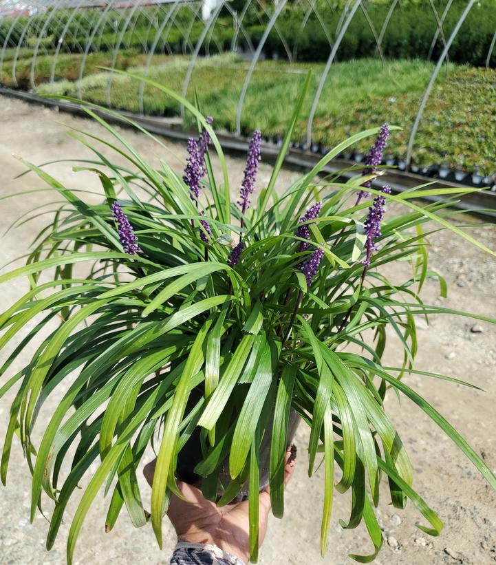 Liriope muscari 'Royal Purple'