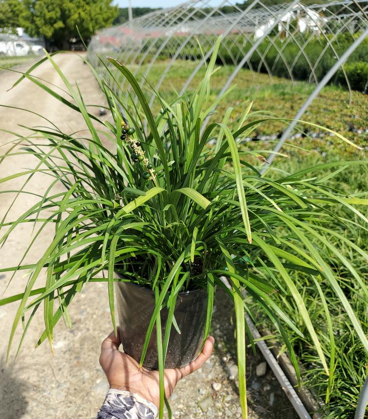Liriope spicata 