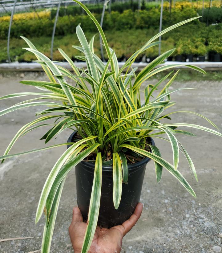 Liriope muscari 'Variegata'