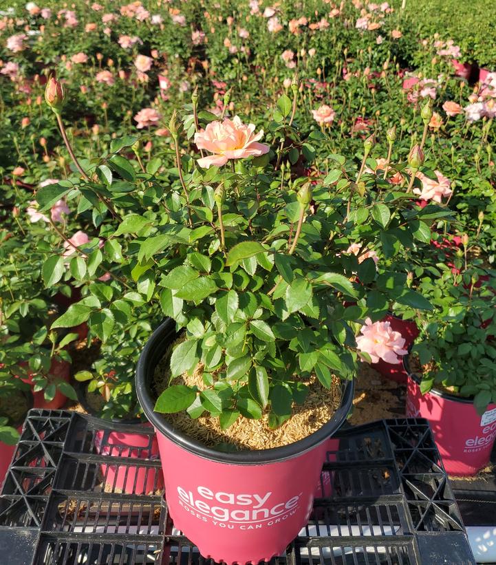 Rosa Easy Elegance® Sweet Fragrance