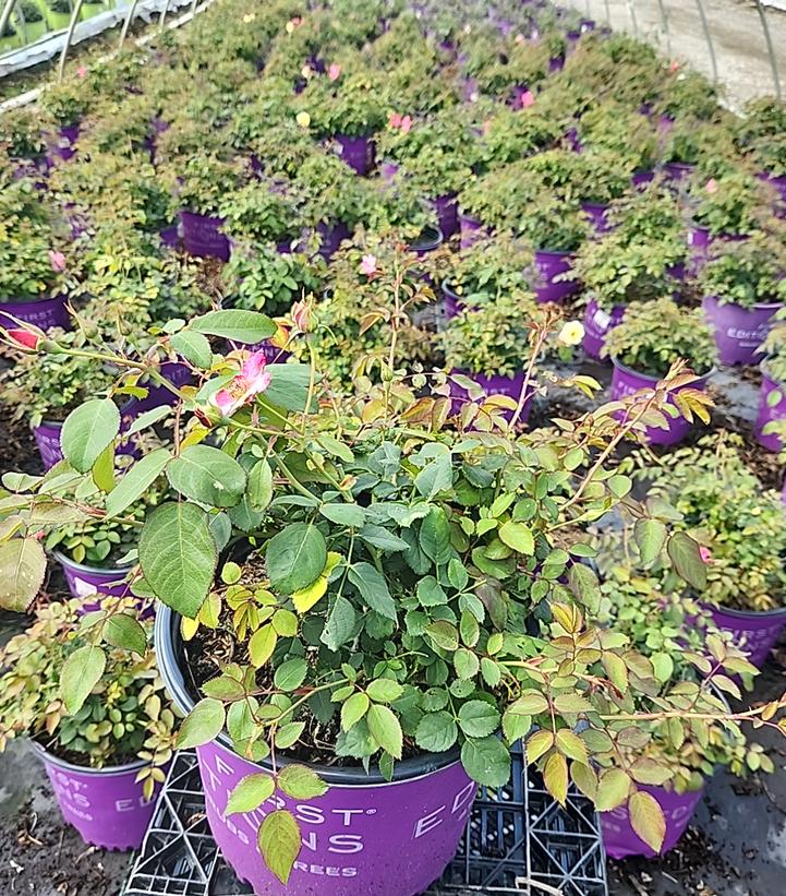 Rosa Campfire