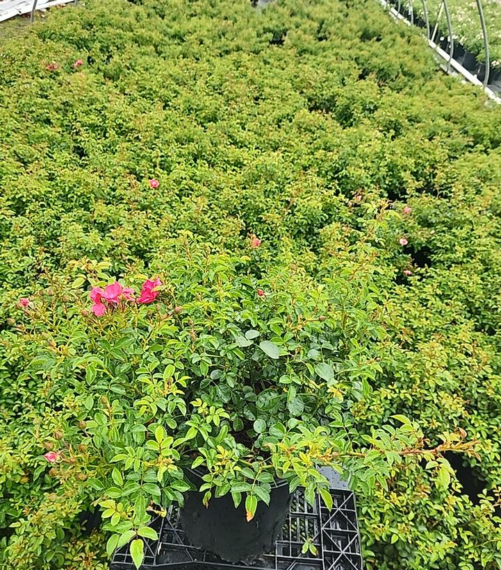 Rosa Flower Carpet Pink Supreme
