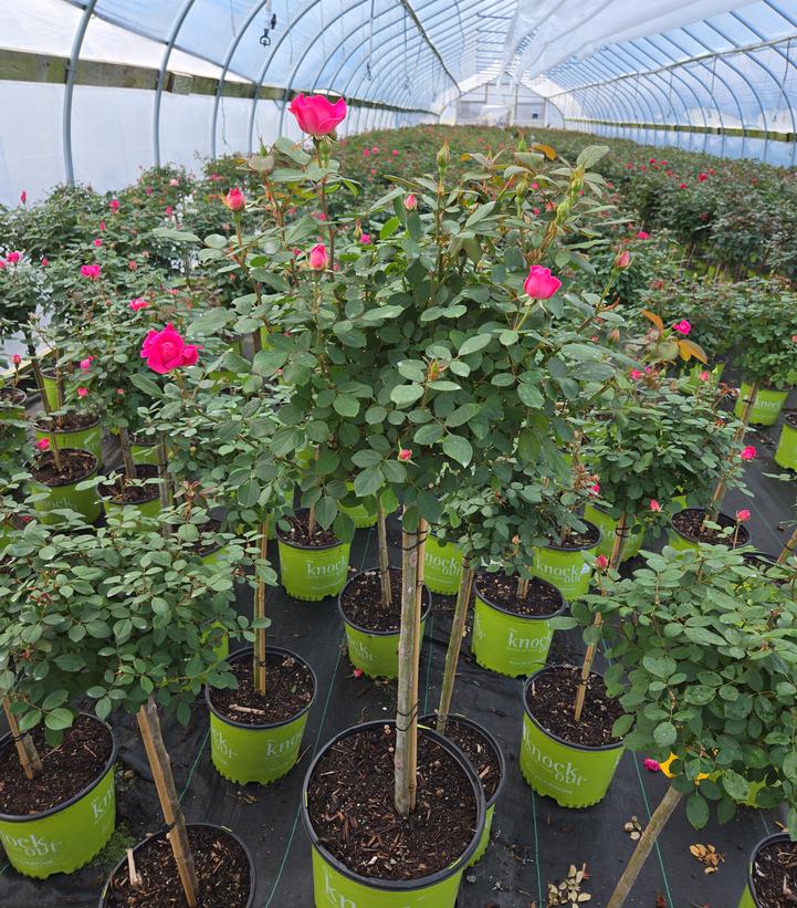 Rosa Knock Out® Pink Double Knock Out®