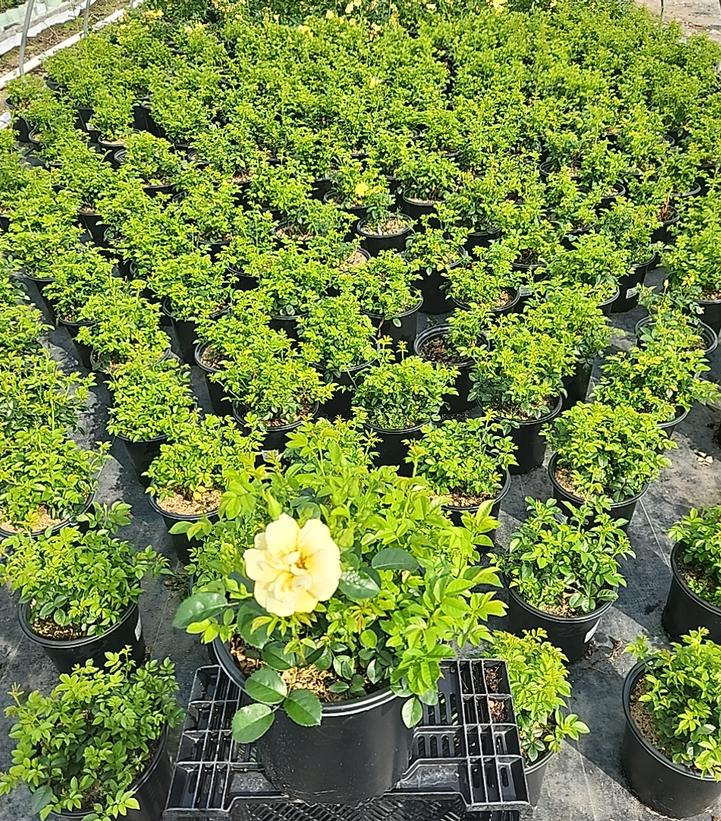 Rosa Flower Carpet- Yellow