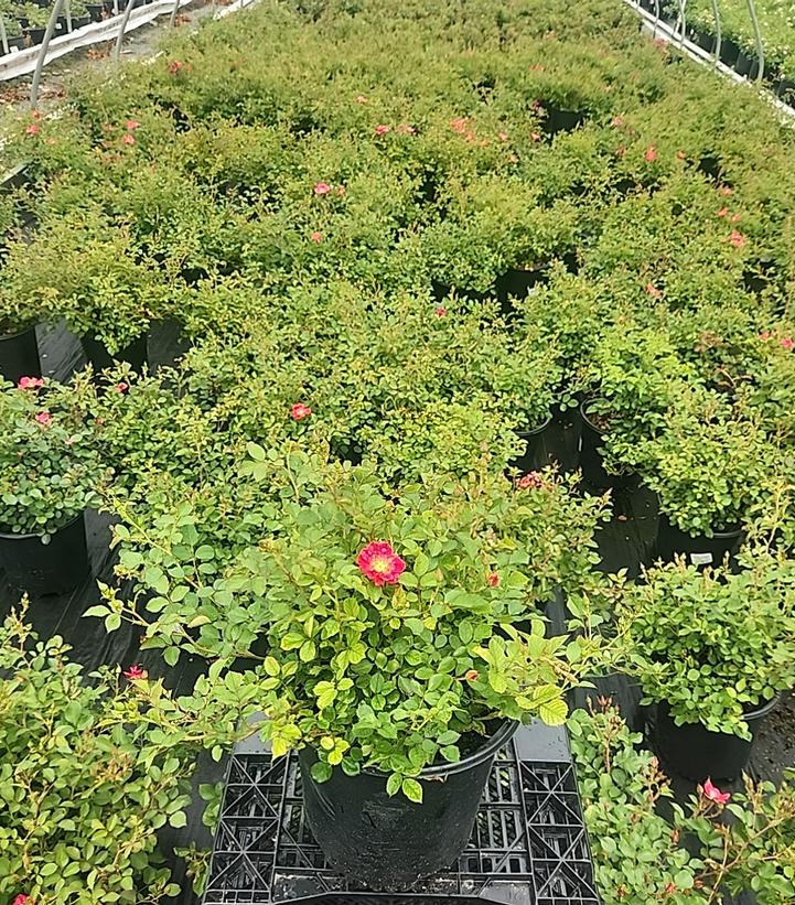 Rosa Flower Carpet- Red