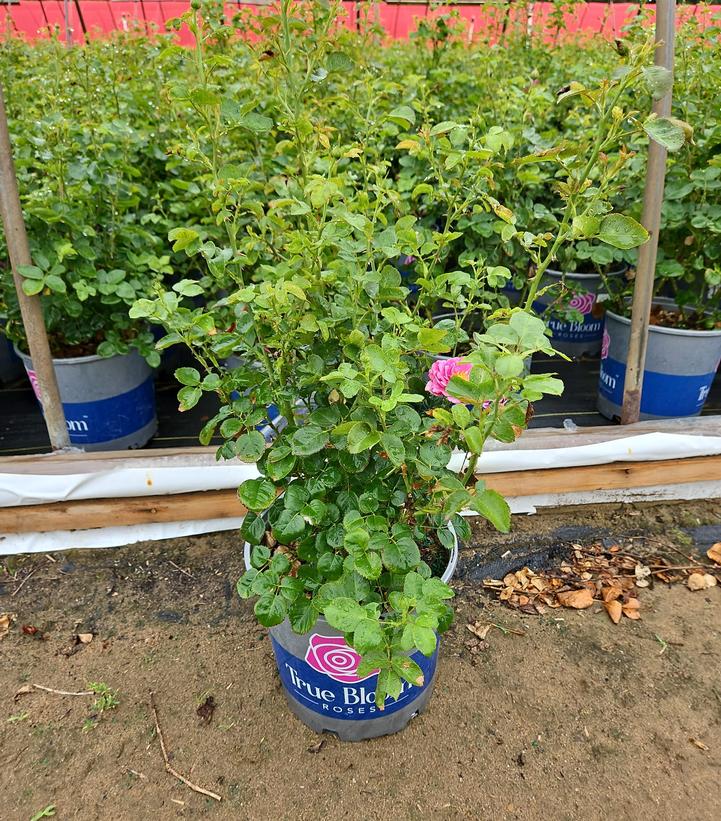 Rosa True Gratitude