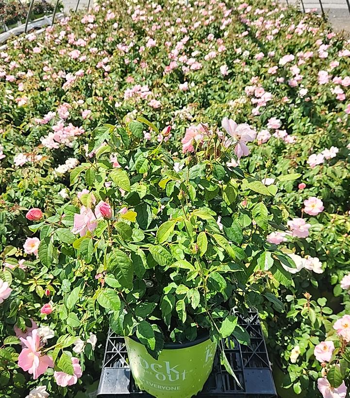 Rosa Knock Out® Peachy Knock Out®
