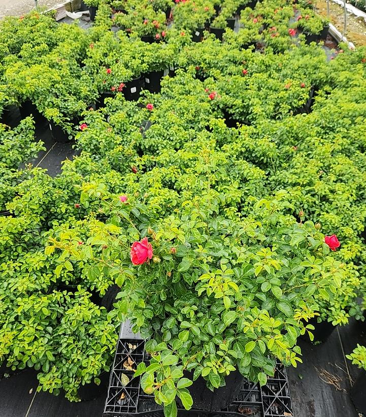 Rosa Flower Carpet Scarlet