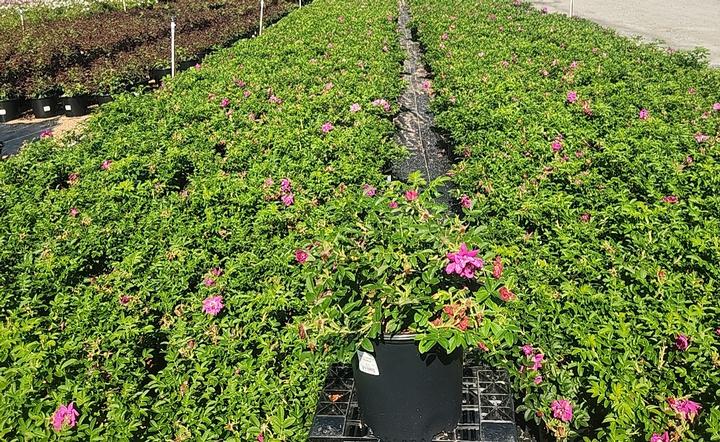 Rosa rugosa Purple Pavement