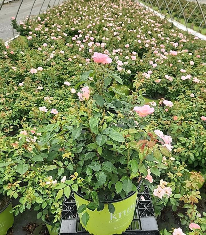 Rosa Knock Out® Peachy Knock Out®