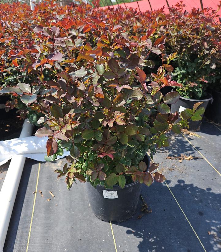 Rosa Miracle on the Hudson™