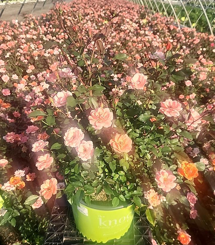 Rosa Knock Out® Coral Knock Out®