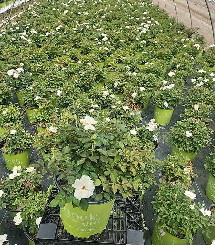 Rosa White Knock Out®