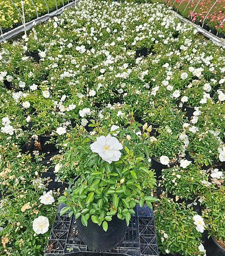 Rosa Flower Carpet- White