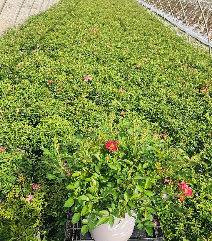 Rosa Pink Drift®