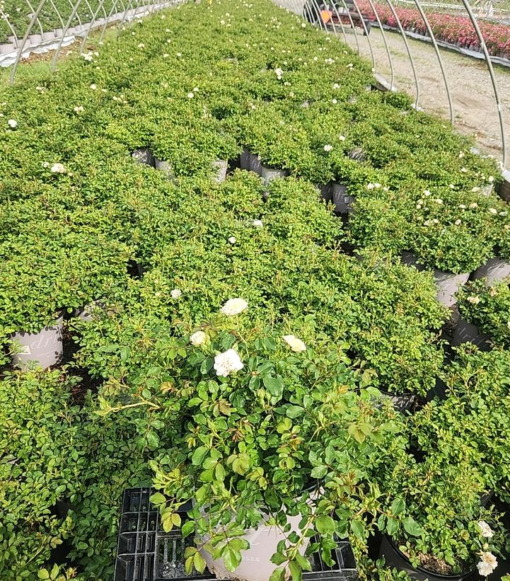 Rosa White Drift®