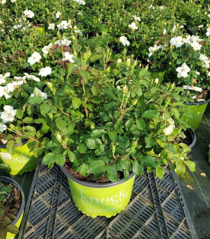 Rosa White Knock Out®