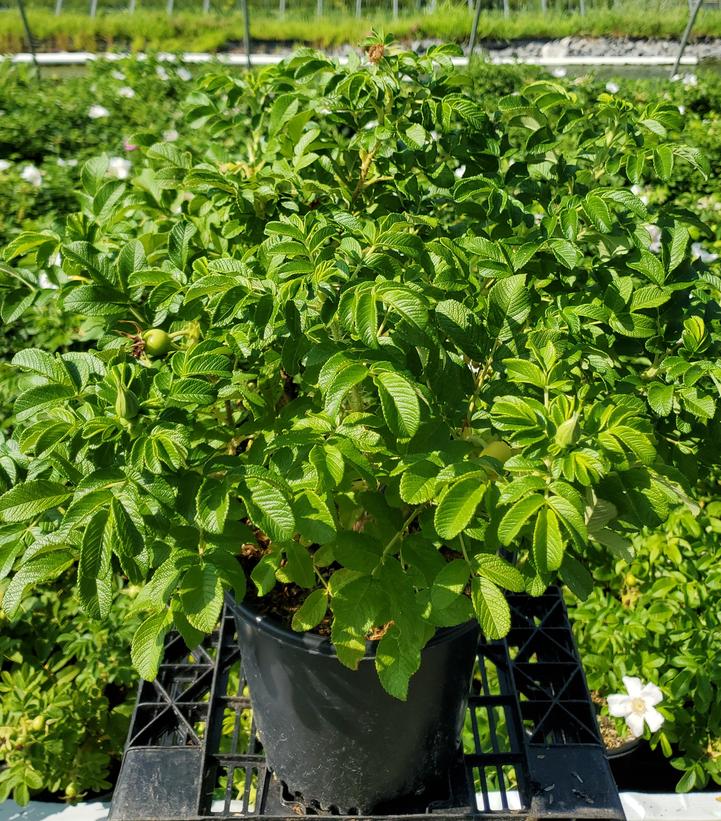 Rosa rugosa Alba