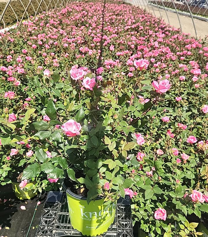 Rosa Knock Out® Pink Knock Out®