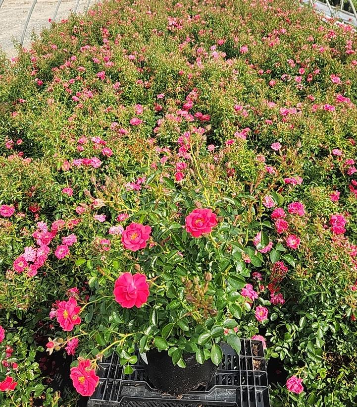 Rosa Flower Carpet- Pink