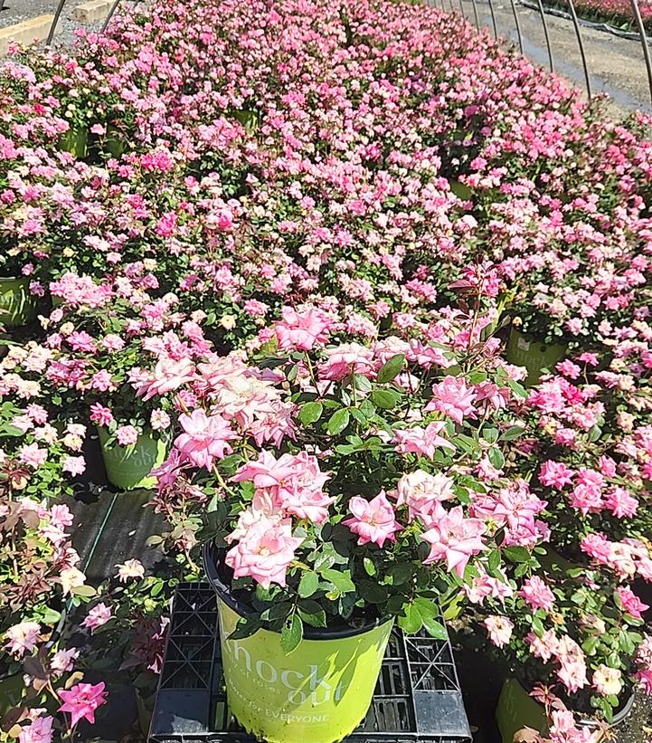 Rosa Knock Out® Double Pink Knock Out®